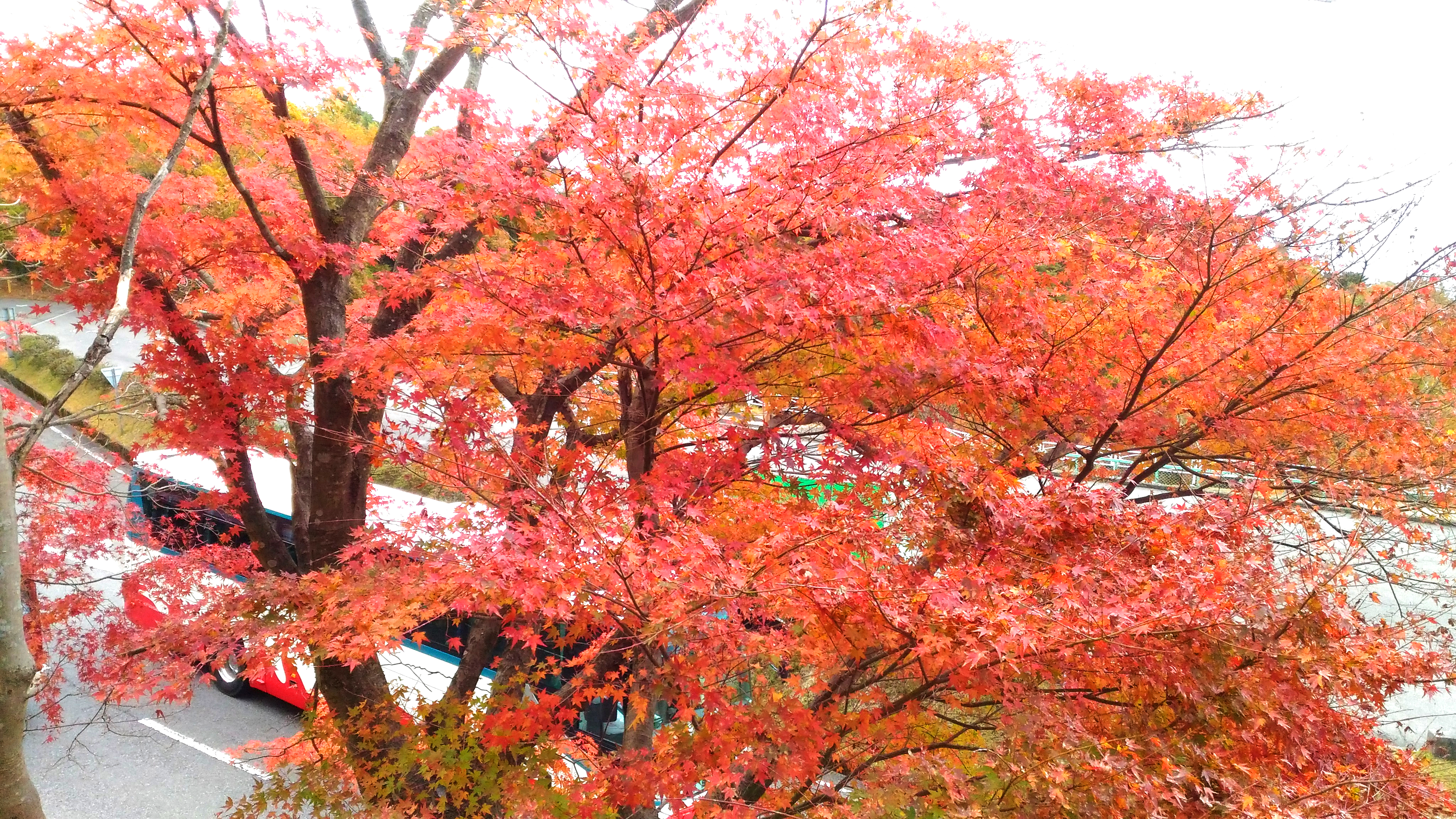 延暦寺の紅葉は混雑する 滋賀で人気の比叡山ドライブとは お出かけスポットあるく子