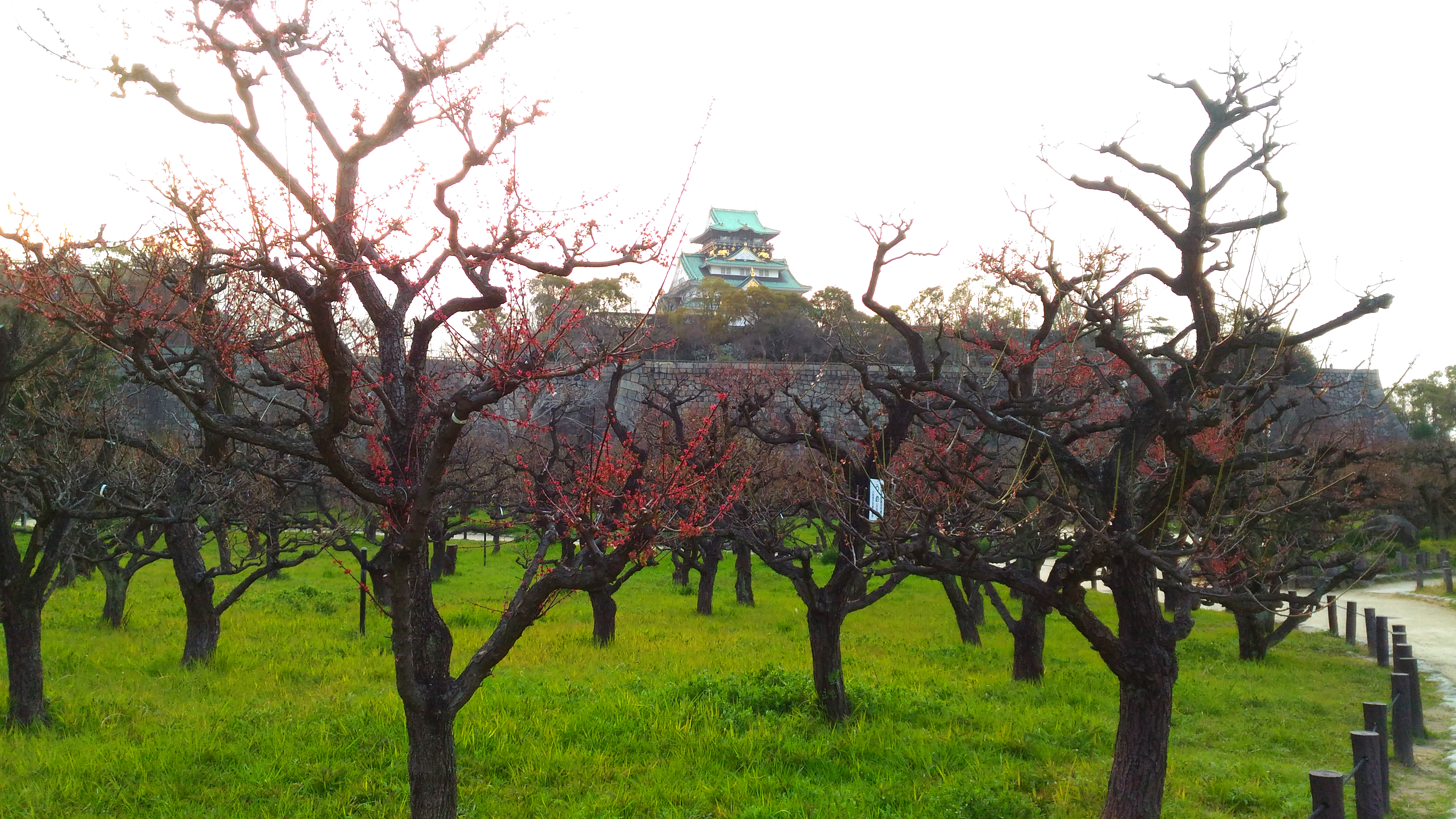 大阪城公園梅林のアクセス方法 行き方 は 開花時期や見頃はいつ お出かけスポットあるく子